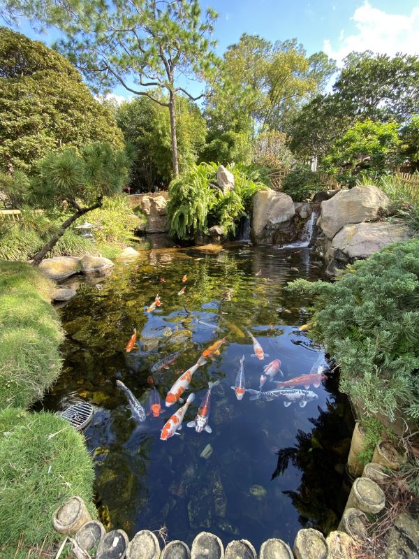 Koi Pond Installation in Ventura County, CA