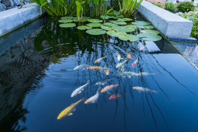 Koi Pond Maintenance in Honolulu, HI