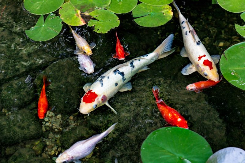 Koi Pond Maintenance in Honolulu, HI