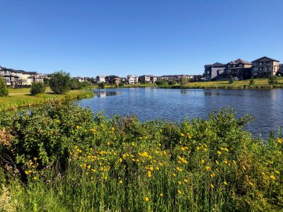 Pond Maintenance in Honolulu, HI
