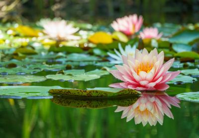 Keep Your Pond Clean and Safe!