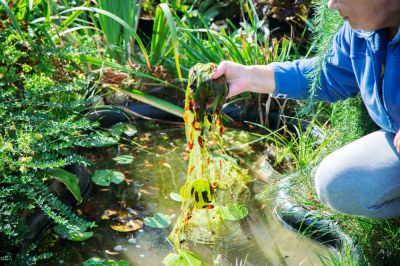 Pond Management of Water and Debris!