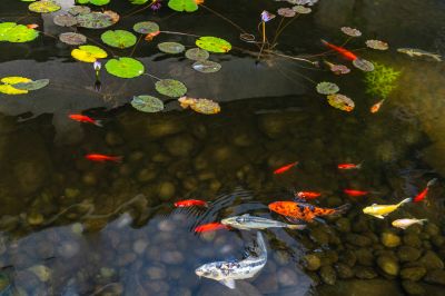 Koi Pond Maintenance in Honolulu, HI